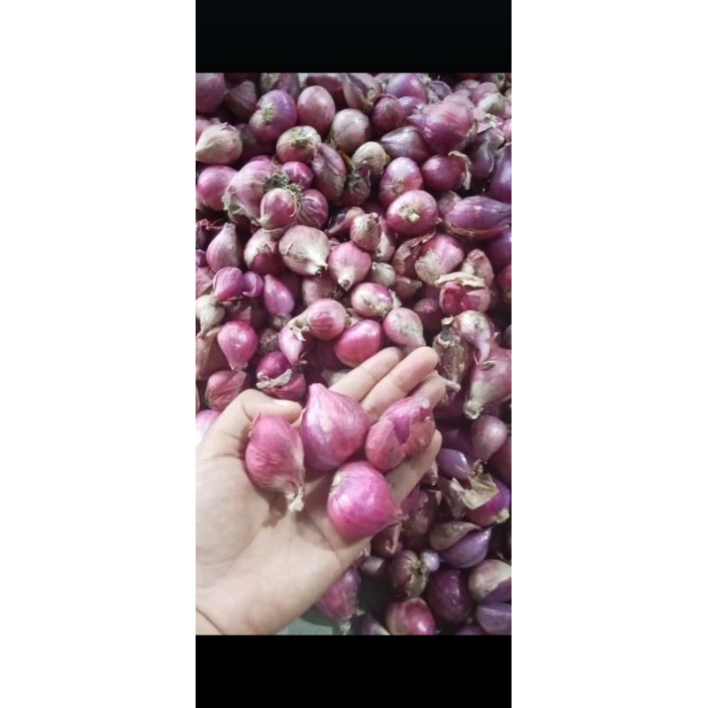 

bawang merah 1kg