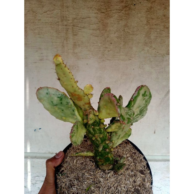 Tanaman kaktus opuntia monacantha varigata big atau kaktus centong varigata