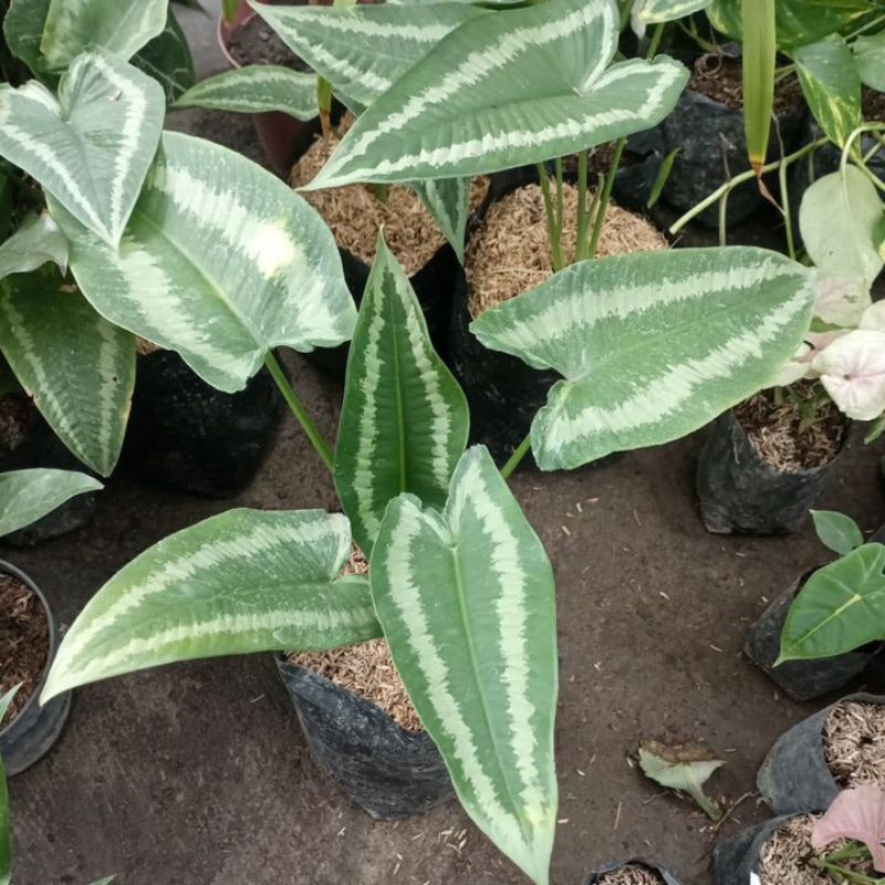 homalomena /andromeda