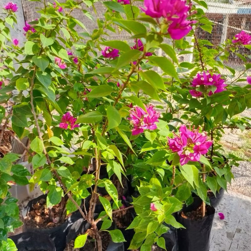 Bougenville singapur ungu ori