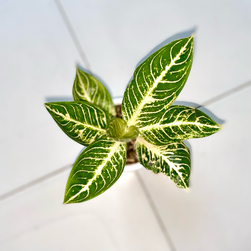 Aglaonema Pride of sumatra white
