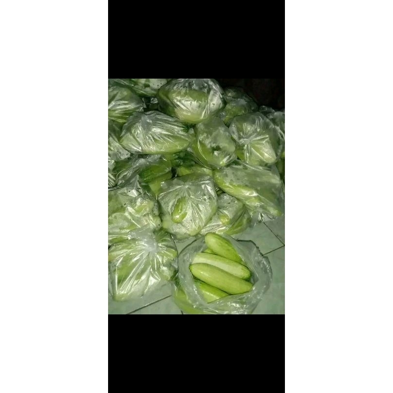 

Timun segar 500 [khas pangandaran]