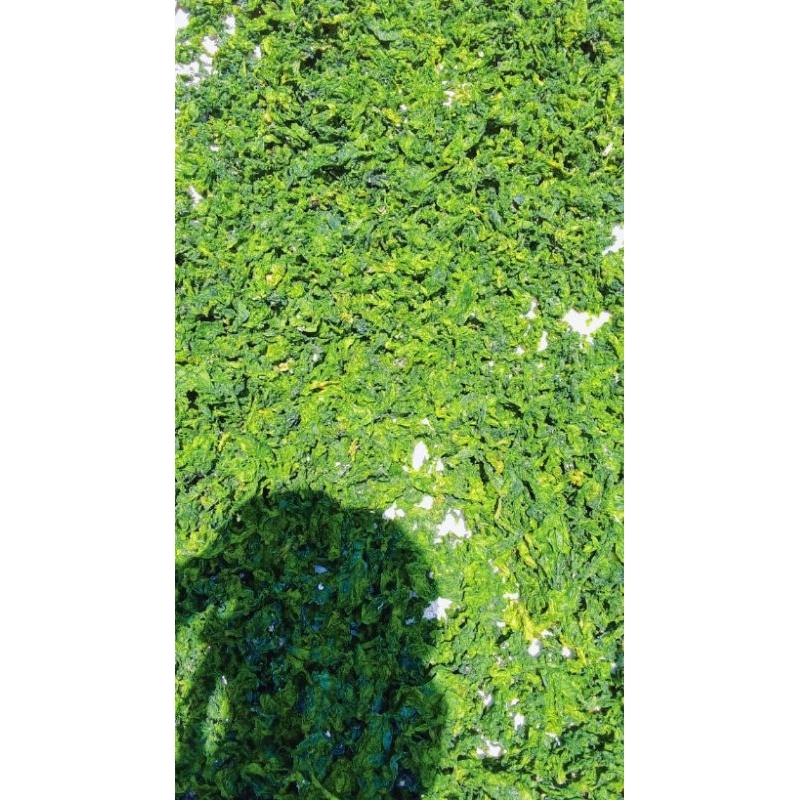 

Rumput Laut Ulva latucca kering mentah, 1Kg