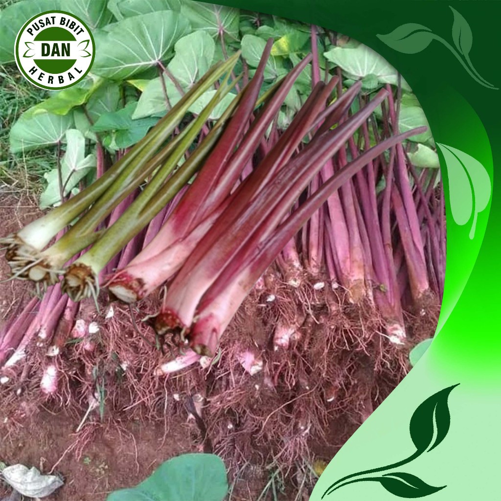 Bibit Talas Pratama 3 Super Original Asli Bogor (Beli 5 gratis 1) - pusat bibit dan herbal