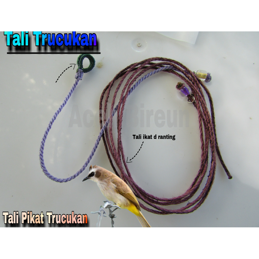 TALI KAKI TRUCUKAN / TALI PIKAT TRUCUKAN