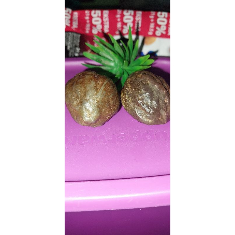 muncang adu, Jayanti jawa