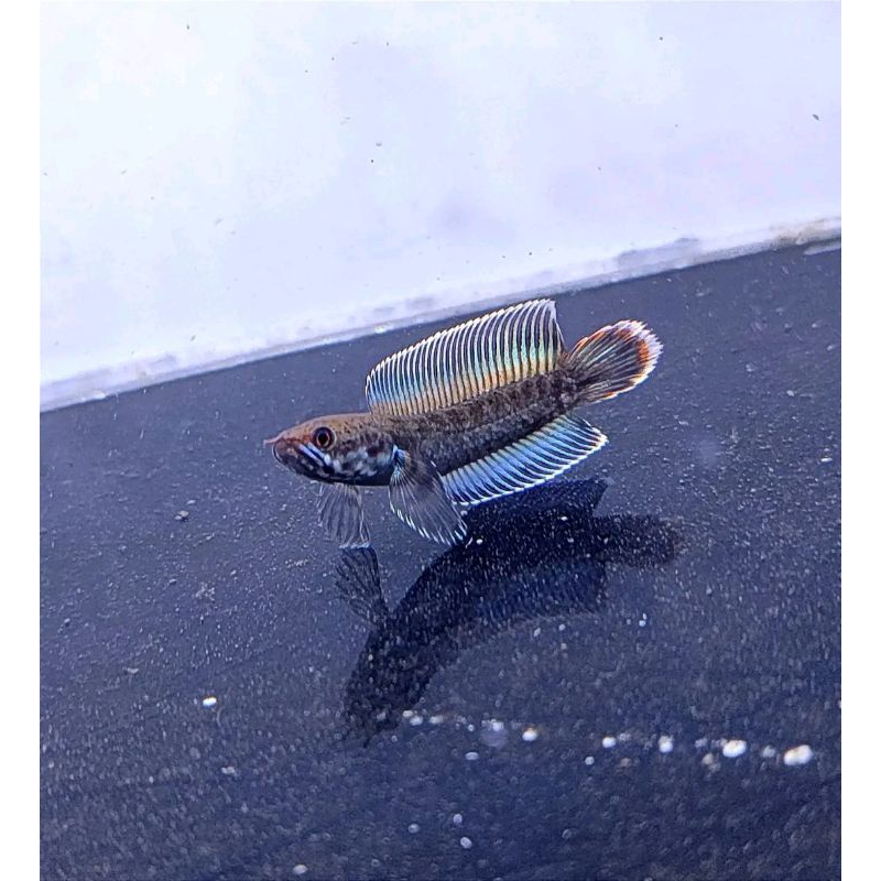 Channa Baby Andrao Size 2-4cm