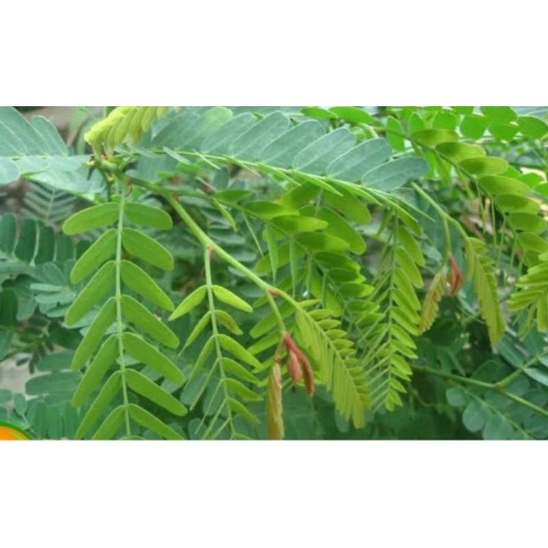 

Daun asem jawa 500grm