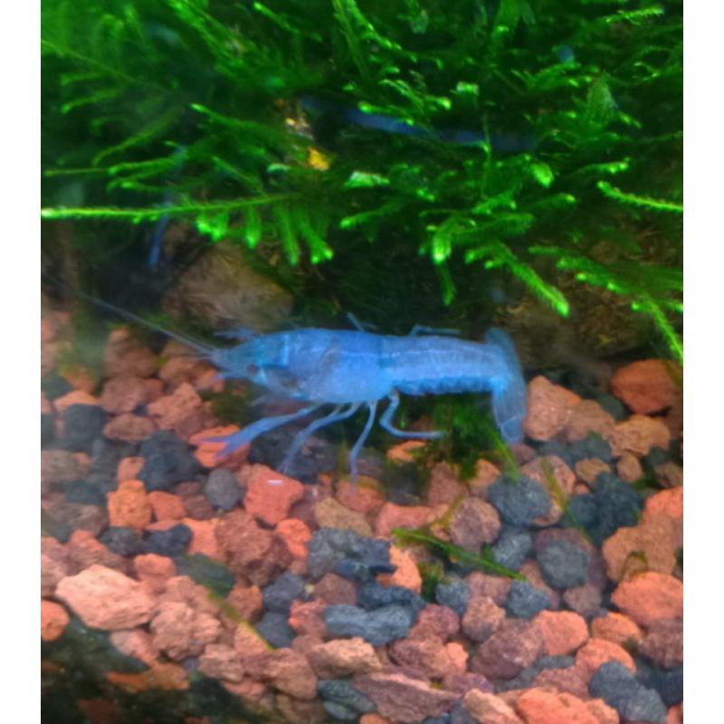 Paket lobster 4 ekor 4 jenis / Lobster merah / Lobster putih /Lobster biru / Lobster orange / Lobste