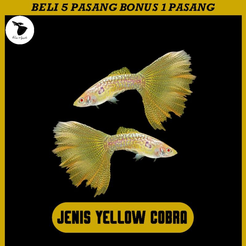 ikan Hias Guppy Yellow Cobra Sepasang Akuarium