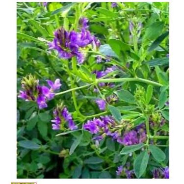 Benih Bibit Biji Alfalfa Grass Alfalfa Hay Makanan Kelinci Rumput Alfalfa 20 BIJI