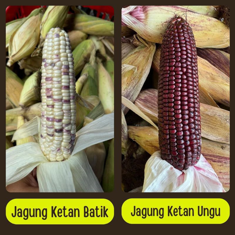 

Jagung ketan 1kg