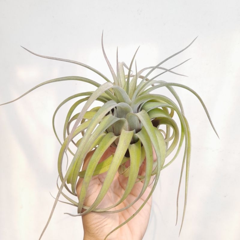 Tillandsia Eric Knobloch (brachycaulos x streptophylla) (air plants) / Tanaman Udara / Tanaman Tanpa