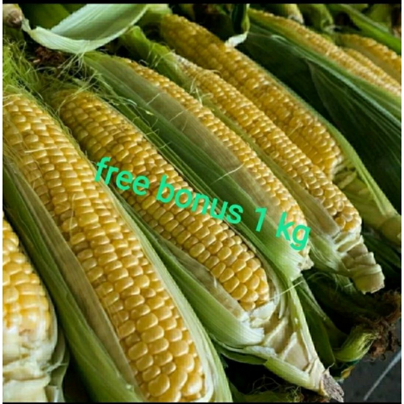 

jagung manis 1 pcs + gratis bonus