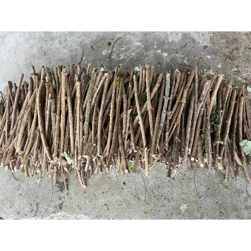 BIBIT GANDASARI/LEGUNDI SUPER PAKET 30 STEK/BATANG