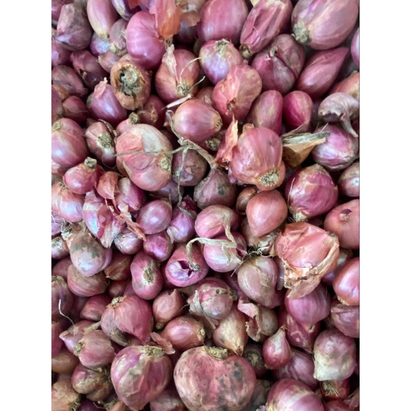 

bawang merah super joss