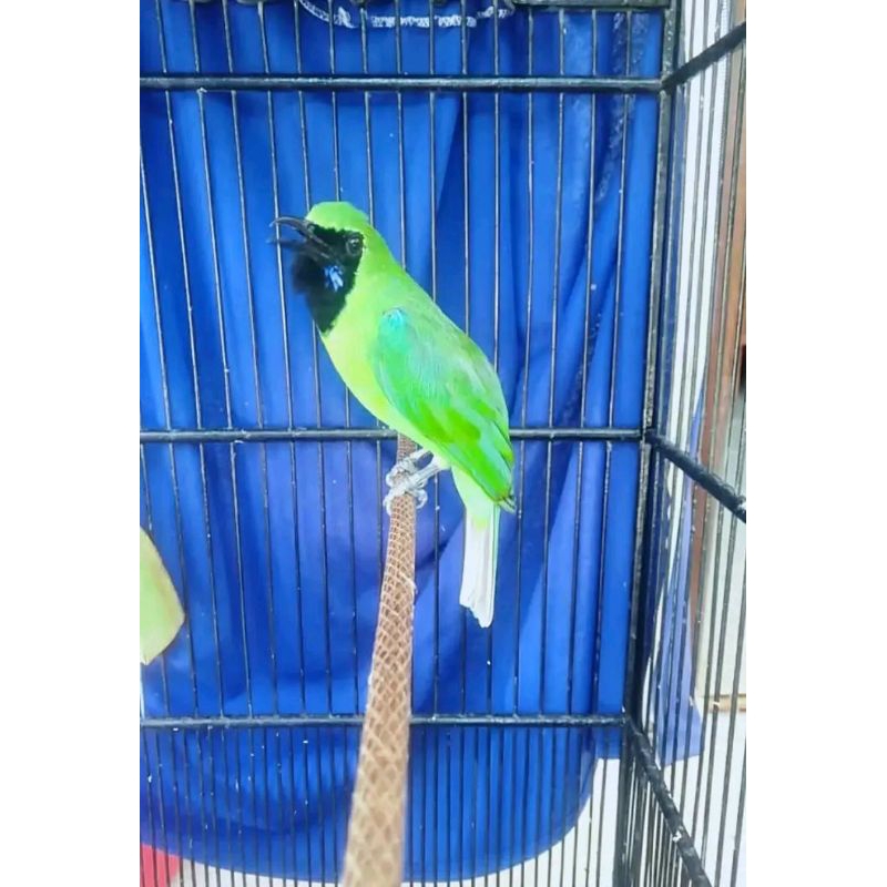 cucak ijo alas Purwo gacor