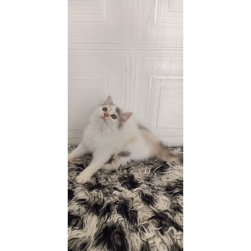 flatnose long hair super gembul betina 2,5bln warna Calico cantik