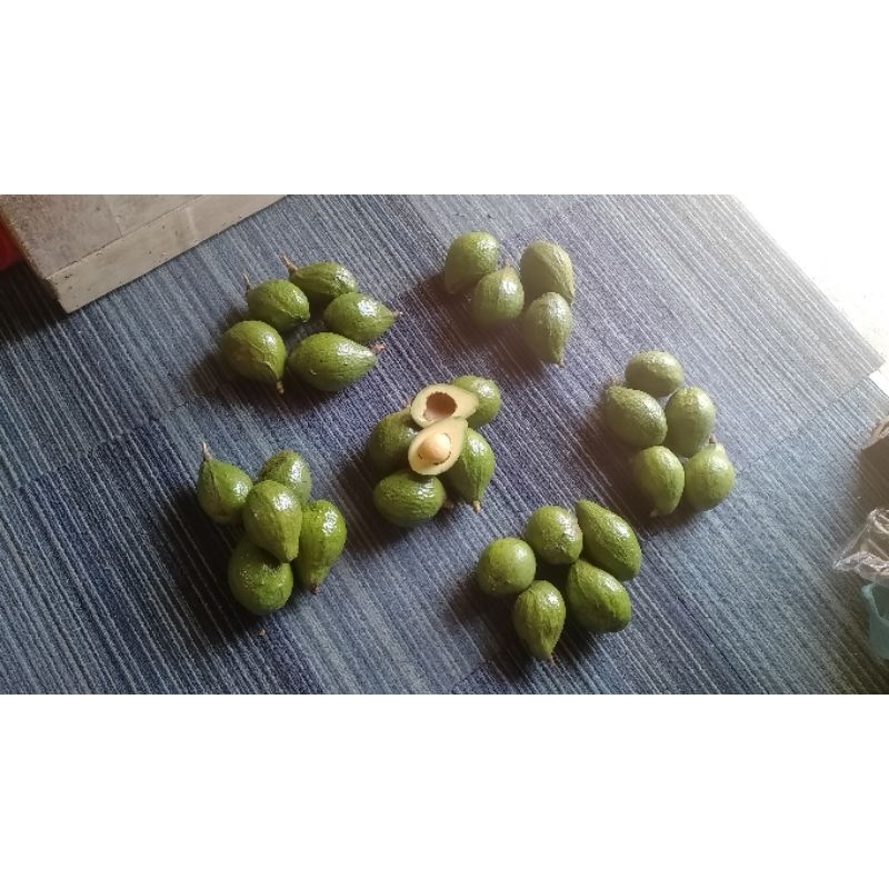 

Alpukat madu fresh petik dadakan