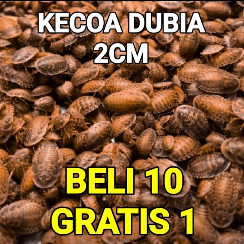 kecoa dubia 2cm anakan pakan umpan arowana arwana reptil channa gecko ular