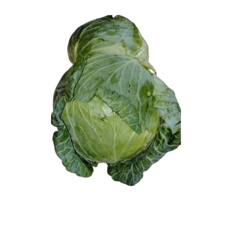 Sayur kobis