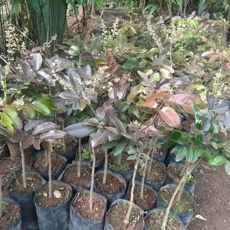 Bibit Kelengkeng Merah BERBUNGA