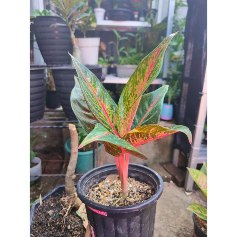 aglonema hot flaming lady