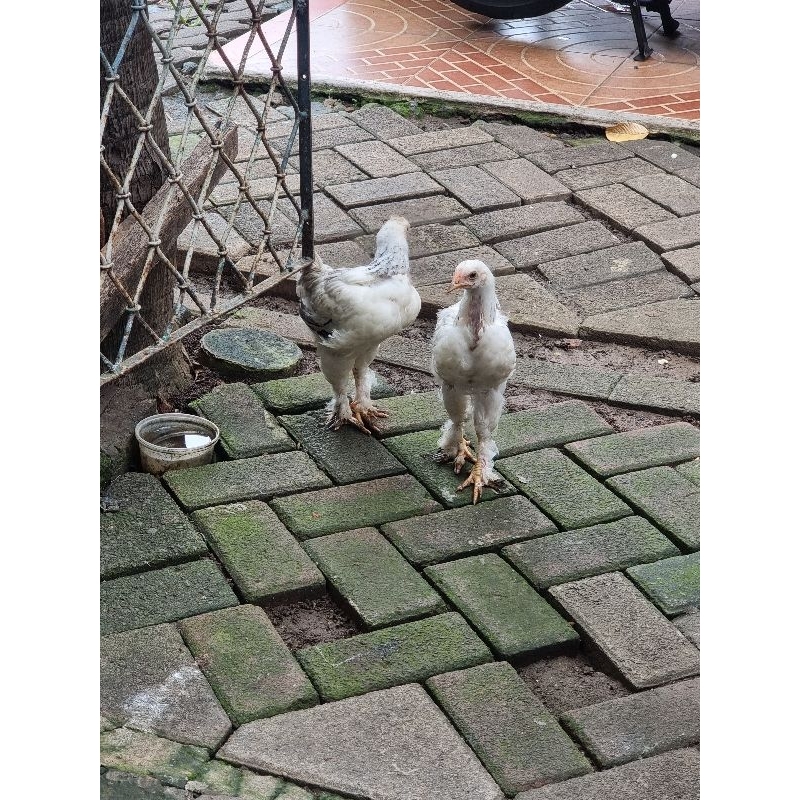 anak ayam brahma hidup