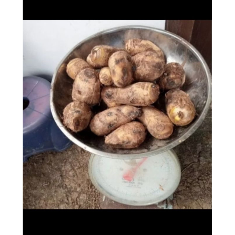 

termurah umbi talas kimpul 500gr