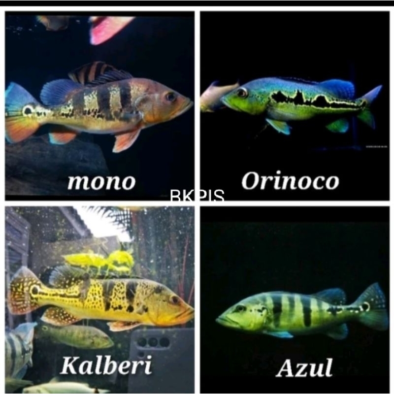 Packing Hiasan Aquarium Pbass Mono,Azul,Temensis,Pelet,Xingu,Kelbery 7-9cm
