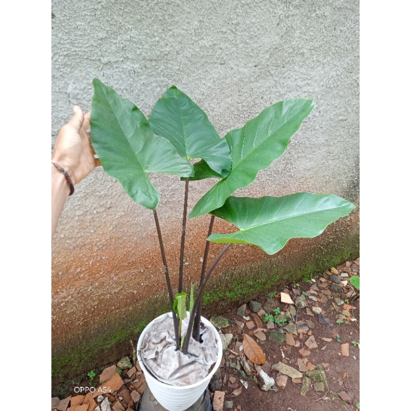 termurah tanaman sente hitam + pot tawon besar - pohon hias - lompong hitam - pohon penangkal