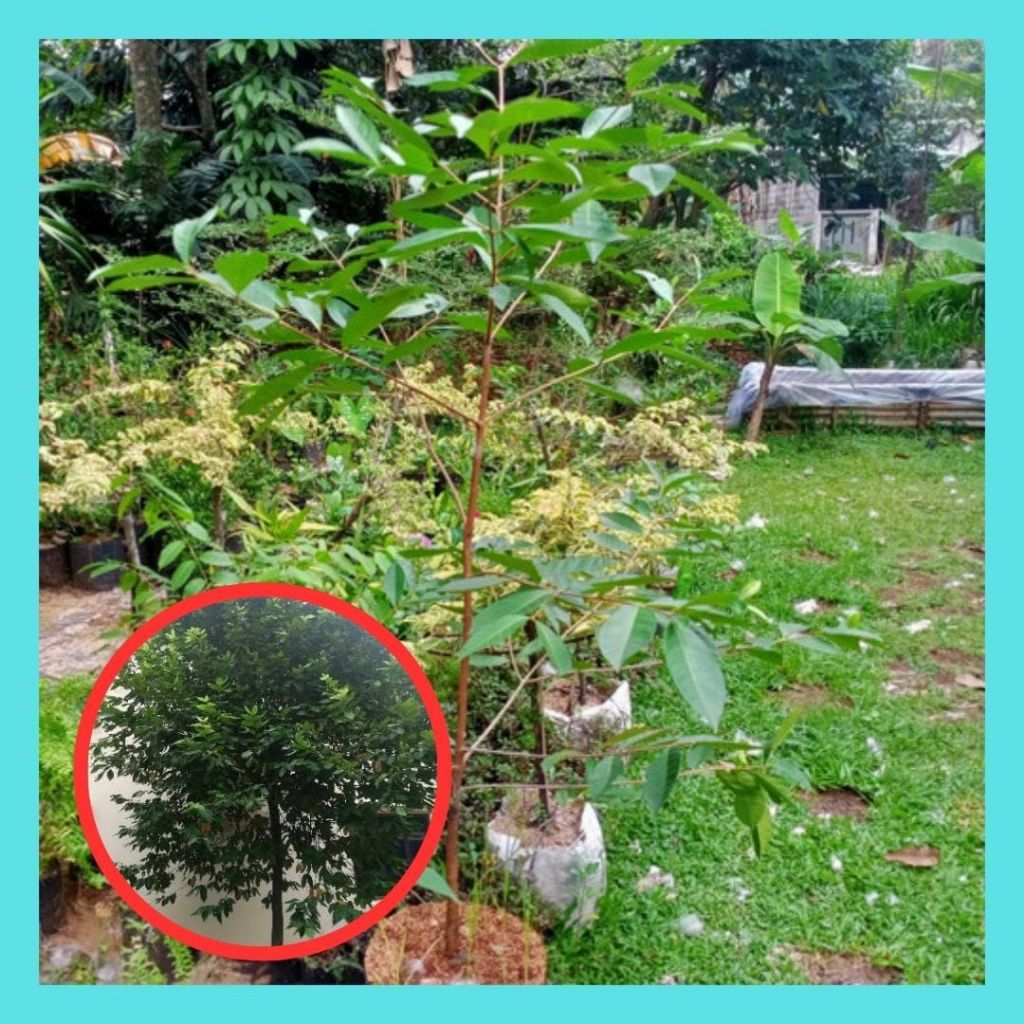 Bibit Daun Salam Koja, Bibit Daun Salam hidup