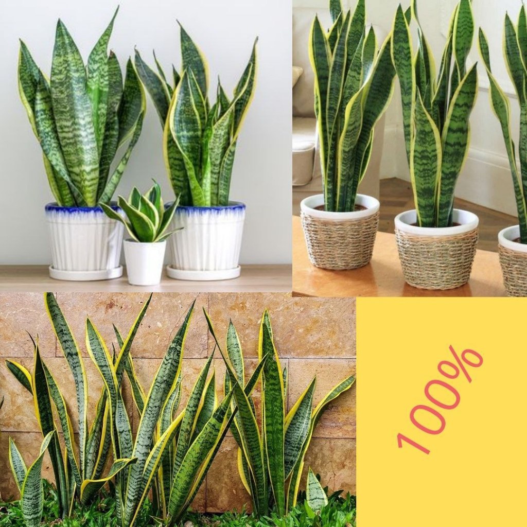 LANGSUNG PETANI Lidah Mertua Hidup, Lidah Isi 10 Mertua Besar  Benih Lidah Mertua, Bunga Lidah Mertu