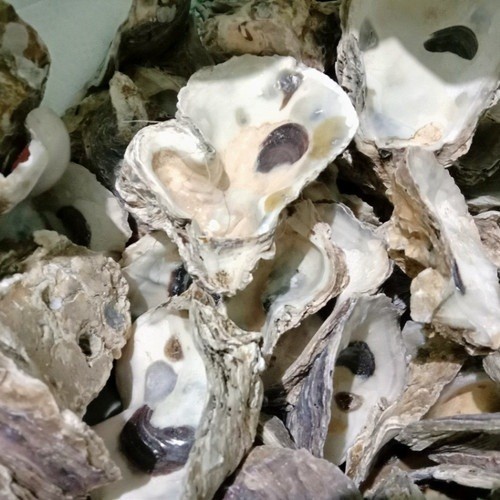 kulit kerang Oyster kulit kerang cangkang media filter Ph bufer kolam oyster media filter kolam ikan