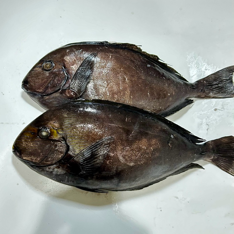 

Ikan Baronang Hitam DIJAMIN SEGAR DAN BERKUALITAS / Ikan Baronang By FreshGoods Jakarta Barat