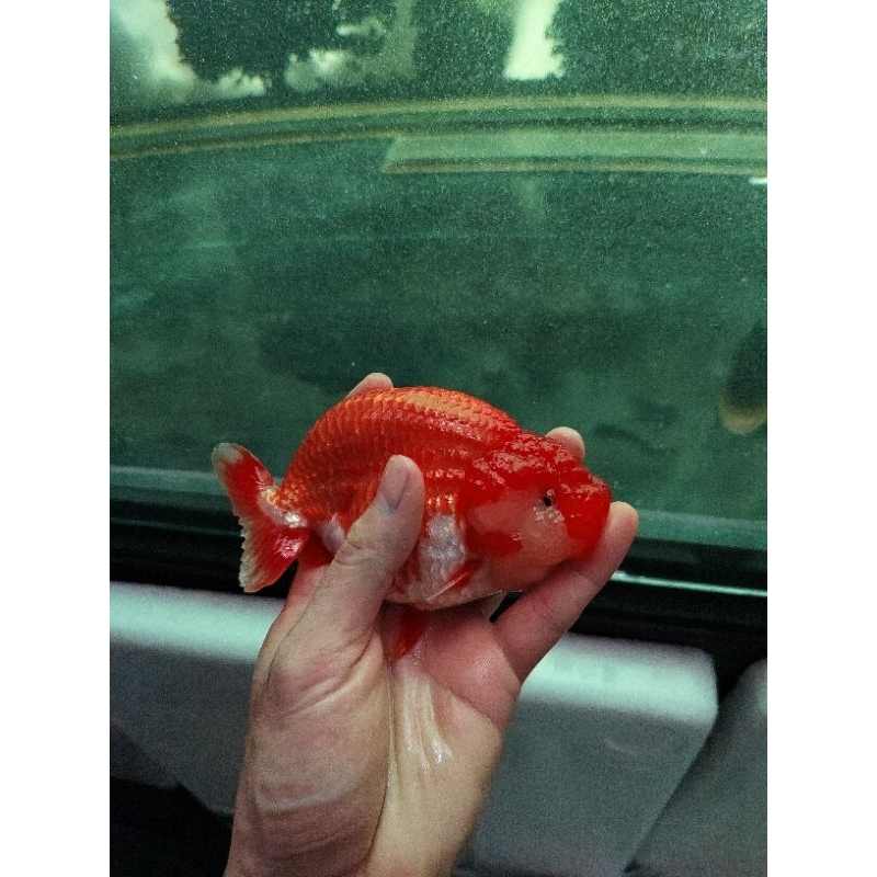 Ikan Mas Koki Oranda LONG TAIL / ROSE TAILS - Fancy High Quality OLT Fish Hias Body Premium Suju Sup