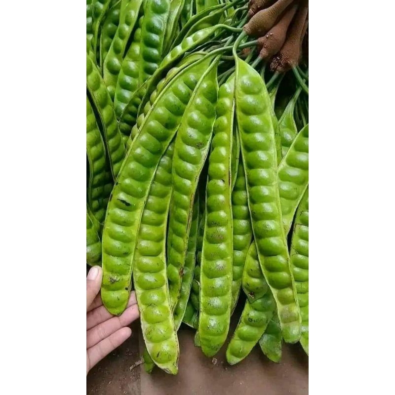 

Paket Hemat PETE Fresh10Ljr/papan