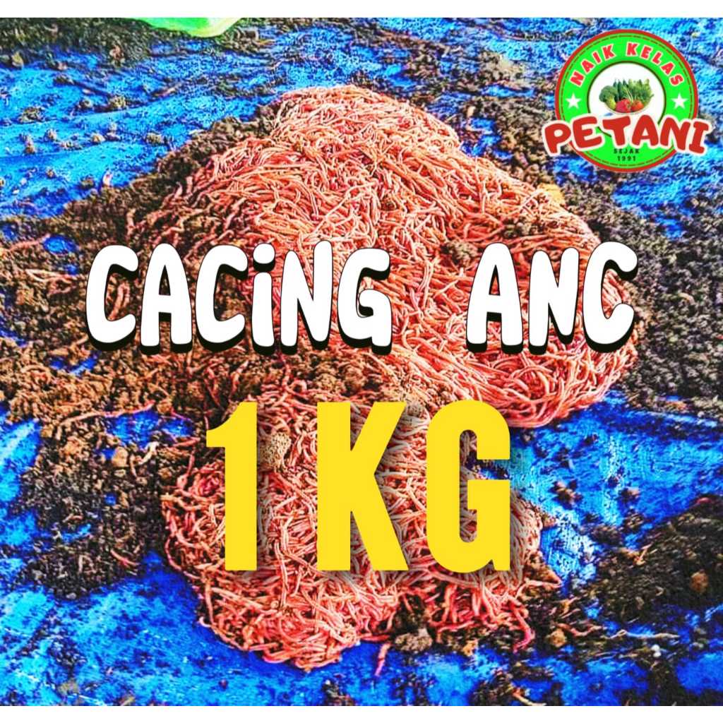 Cacing Tanah  ANC / Cacing Tanah ANC/ Cacing Tanah Merah/ Cacing Tanah Hidup/ cacing merah