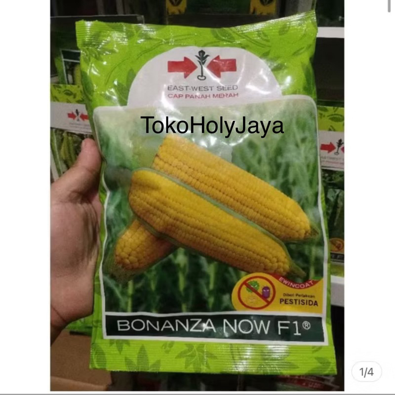 Benih jagung manis BONANZA NOW F1 1800 butir kemasan kaleng jagung manis hibrida dari PANAH MERAH bo