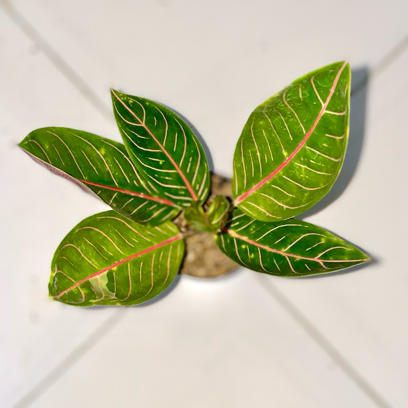 Aglaonema Pride Off sumatra Black