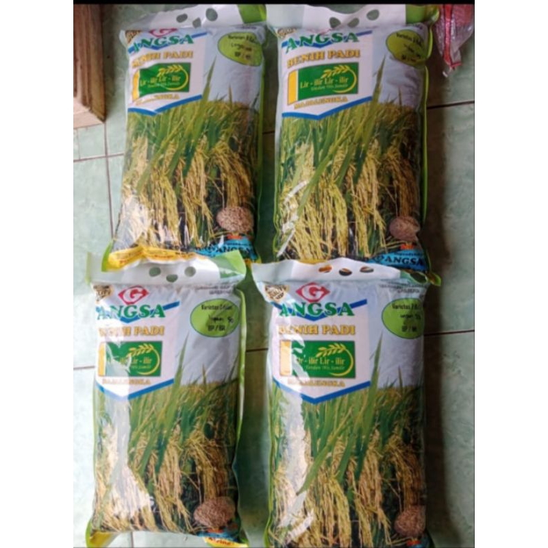 bibit padi inpari 36 lanrang