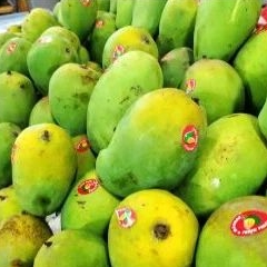 

Mangga Harum Manis Fresh