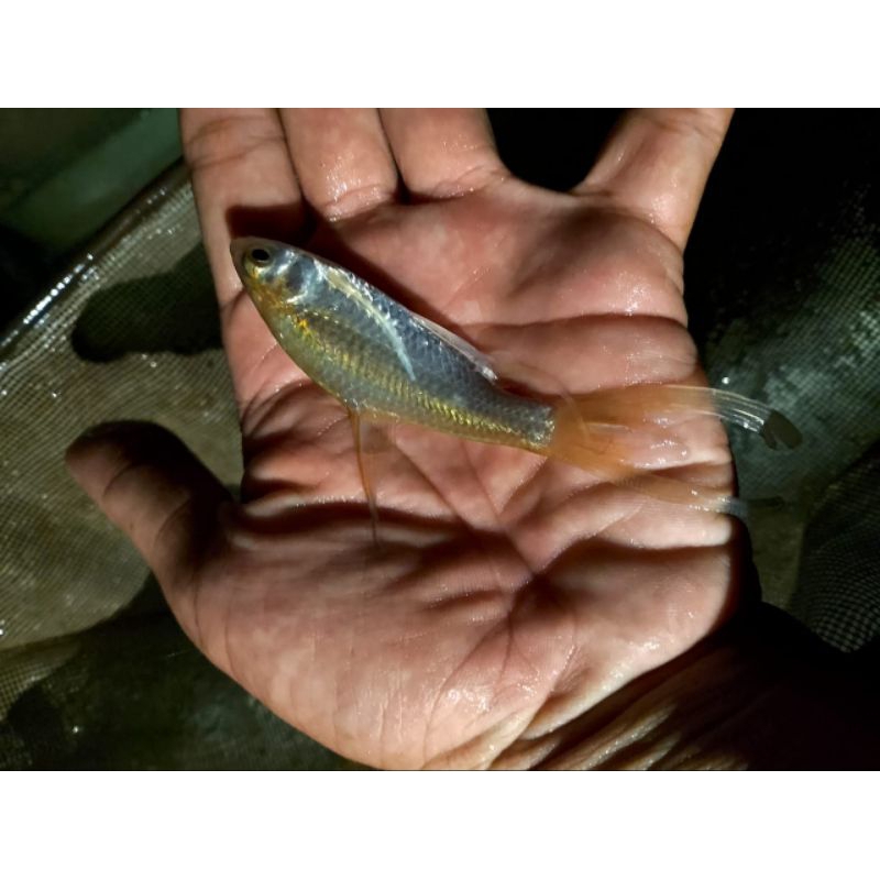 hiasan kaviat slayer