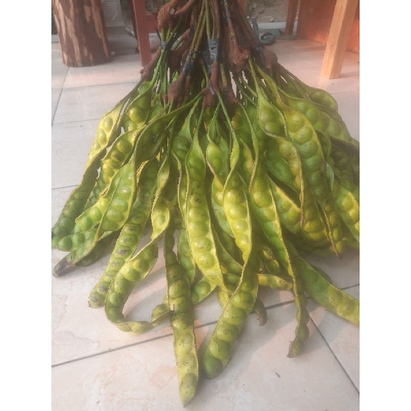 

pete pendek tua per10papan