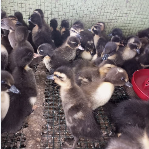 Hibrida - Bebek Hibrida - DOD Hibrida - Bebek pedaging hibrida