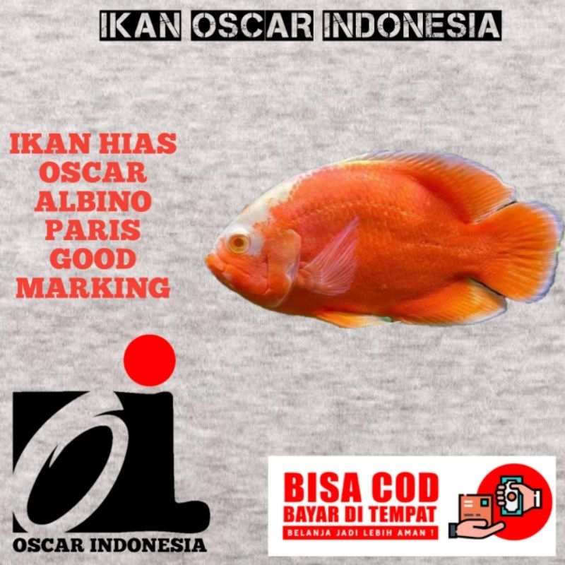 kebutuhan aquarium Oscar albino Paris GM 7-8cm