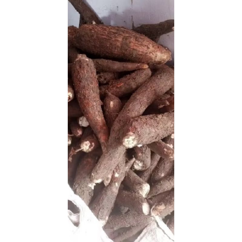 

Singkong Segar per 1kg Langsung dari kebun