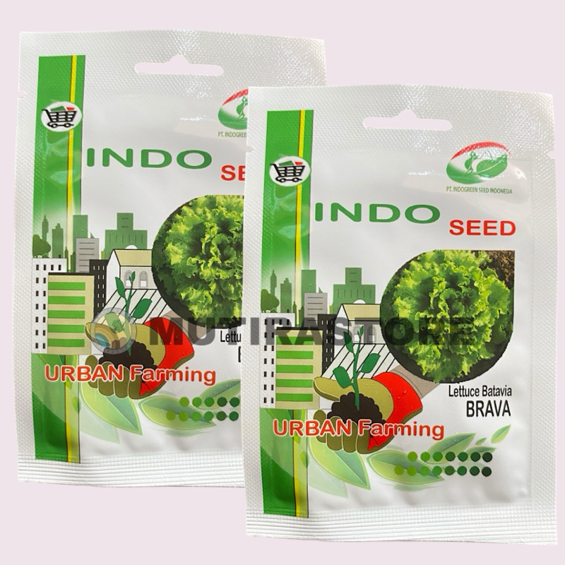 benih selada keriting brava lettuce batavia isi 1 gram indo seed