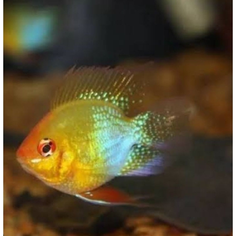 Ramirezi golden german Ballon