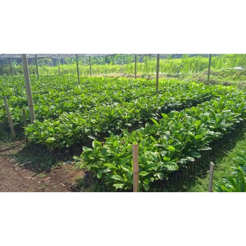 Bibit buah kopi Liberika